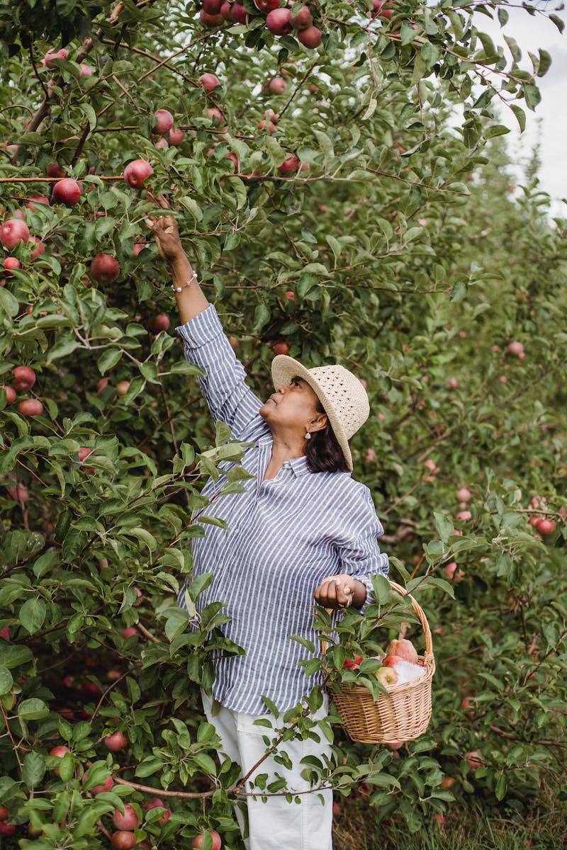 Ethnic female farmer with wicker basket picking fresh apples from green tree in countryside